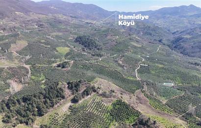 Katırlı'da Satılık 6695 m² Bakımlı Zeytinlik - Yatırım Fırsatı