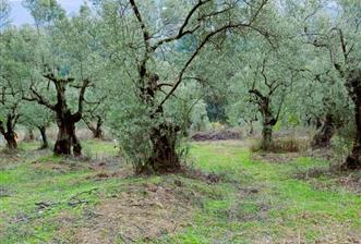 C21 Cius; Umurbey'de Bakımlı Müstakil Tapulu 352 m2 Zeytinlik - 2 - 29380