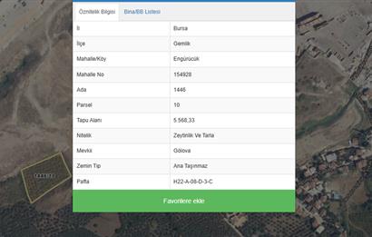 C21 Cius; Serbest bölgede 5568 m2 Satılık Zeytinlik