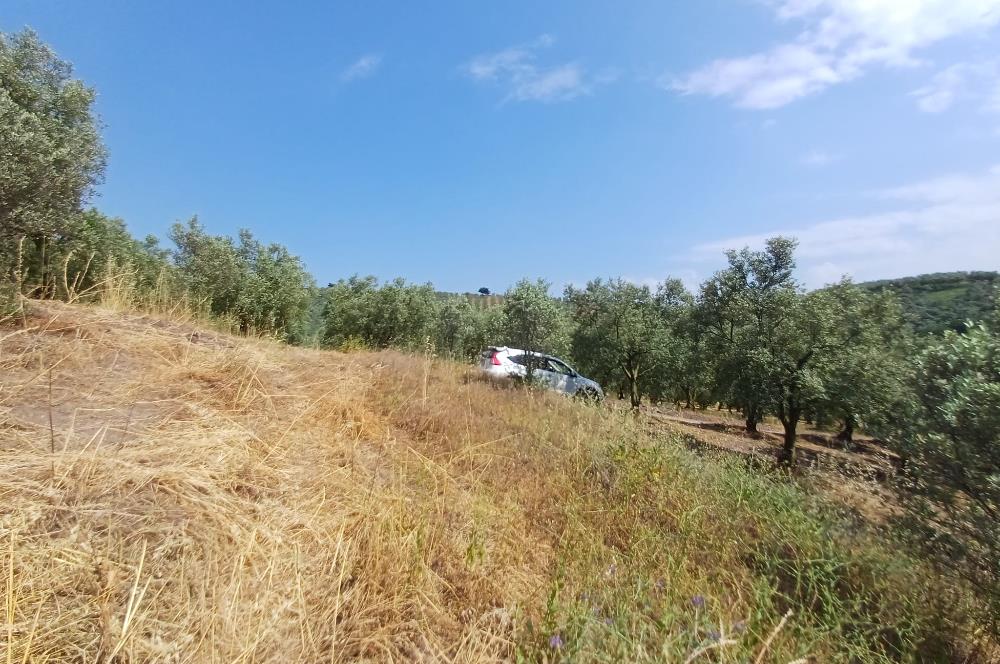 Yeni Köy'de 240 m² Hobi Bahçesi İmkanlı Tarla - Asfalt Yakını