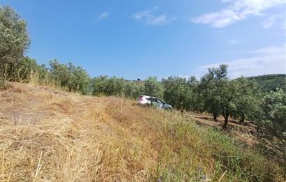 Yeni Köy'de 240 m² Hobi Bahçesi İmkanlı Tarla - Asfalt Yakını