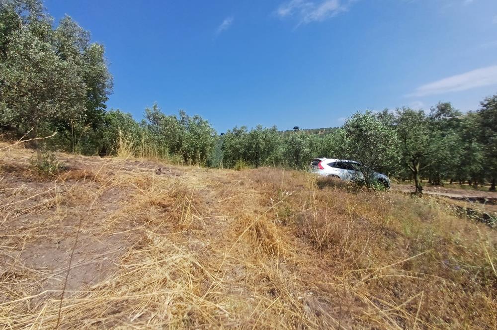 Yeni Köy'de 240 m² Hobi Bahçesi İmkanlı Tarla - Asfalt Yakını