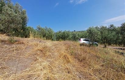 Yeni Köy'de 240 m² Hobi Bahçesi İmkanlı Tarla - Asfalt Yakını