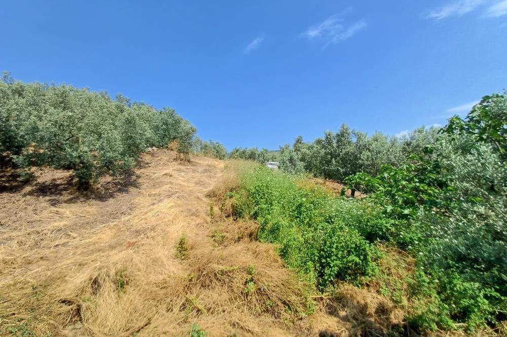 Yeni Köy'de 240 m² Hobi Bahçesi İmkanlı Tarla - Asfalt Yakını