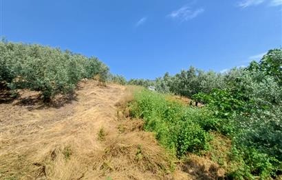 Yeni Köy'de 240 m² Hobi Bahçesi İmkanlı Tarla - Asfalt Yakını