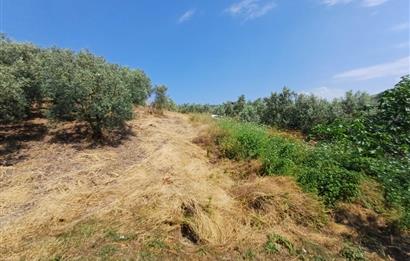 Yeni Köy'de 240 m² Hobi Bahçesi İmkanlı Tarla - Asfalt Yakını