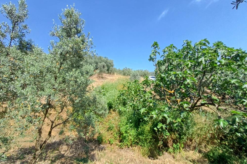 Yeni Köy'de 240 m² Hobi Bahçesi İmkanlı Tarla - Asfalt Yakını