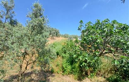 Yeni Köy'de 240 m² Hobi Bahçesi İmkanlı Tarla - Asfalt Yakını