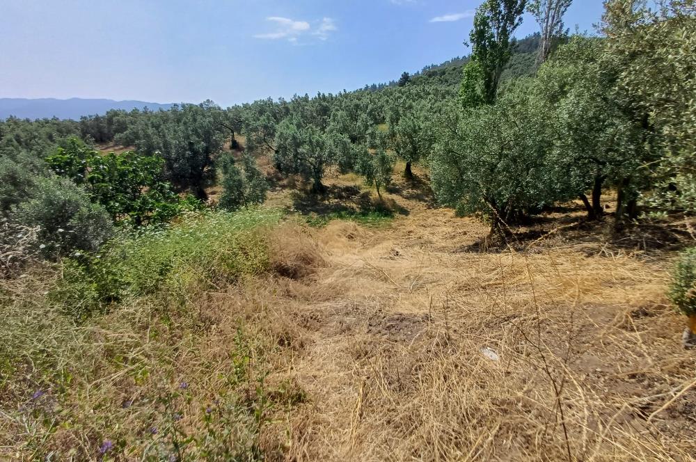 Yeni Köy'de 240 m² Hobi Bahçesi İmkanlı Tarla - Asfalt Yakını