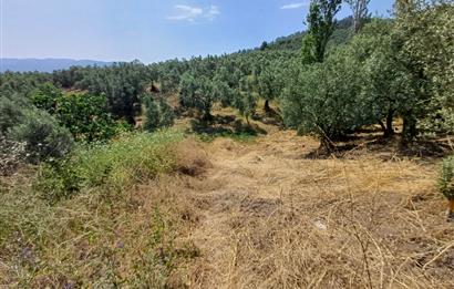 Yeni Köy'de 240 m² Hobi Bahçesi İmkanlı Tarla - Asfalt Yakını