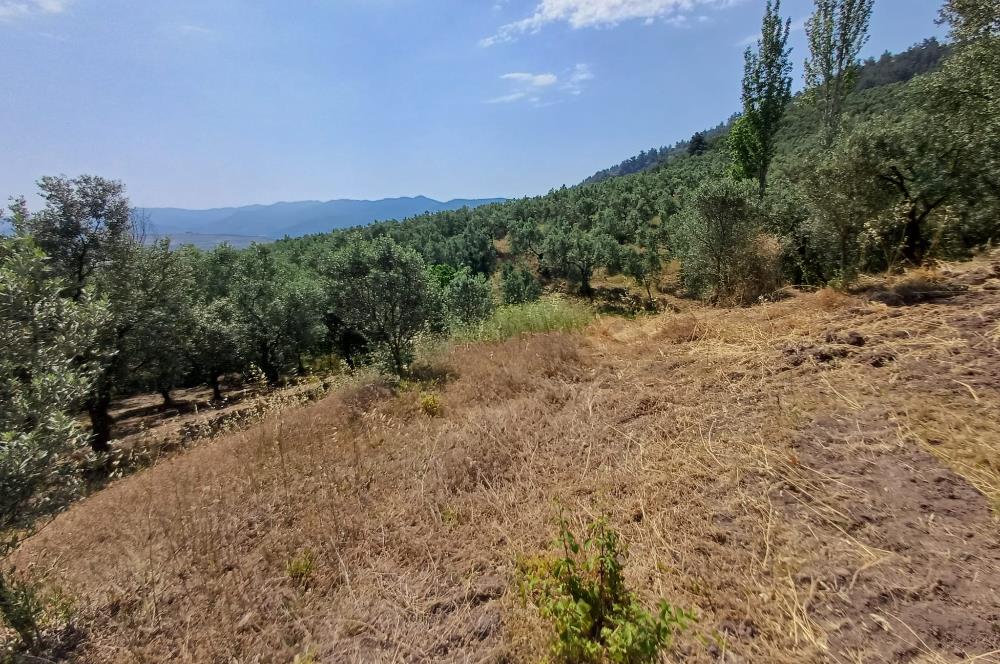 Yeni Köy'de 240 m² Hobi Bahçesi İmkanlı Tarla - Asfalt Yakını