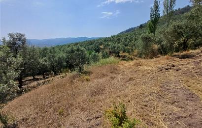 Yeni Köy'de 240 m² Hobi Bahçesi İmkanlı Tarla - Asfalt Yakını