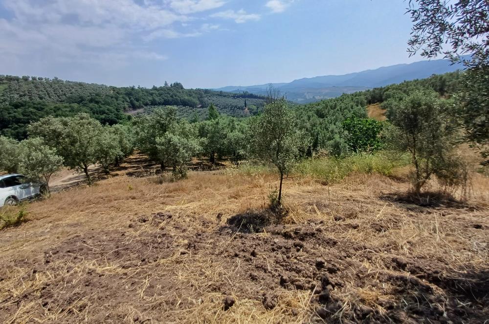 Yeni Köy'de 240 m² Hobi Bahçesi İmkanlı Tarla - Asfalt Yakını