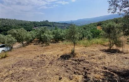 Yeni Köy'de 240 m² Hobi Bahçesi İmkanlı Tarla - Asfalt Yakını