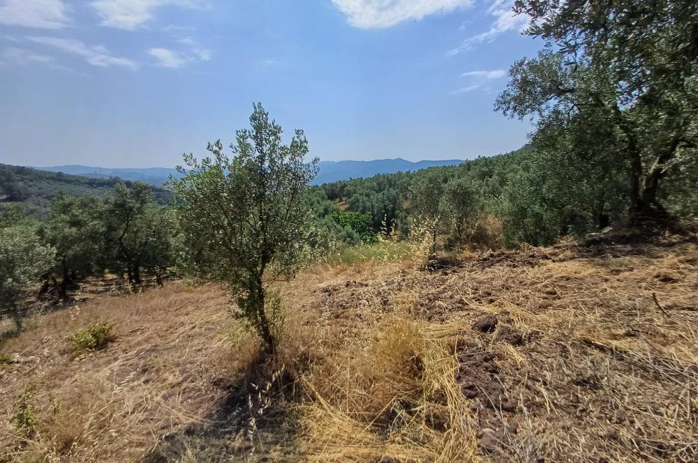 Yeni Köy'de 240 m² Hobi Bahçesi İmkanlı Tarla - Asfalt Yakını