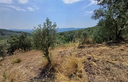 Yeni Köy'de 240 m² Hobi Bahçesi İmkanlı Tarla - Asfalt Yakını