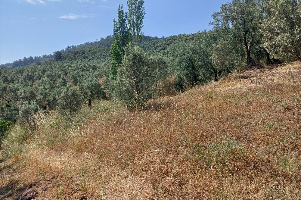 Yeni Köy'de 240 m² Hobi Bahçesi İmkanlı Tarla - Asfalt Yakını