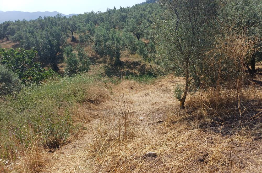 Yeni Köy'de 240 m² Hobi Bahçesi İmkanlı Tarla - Asfalt Yakını