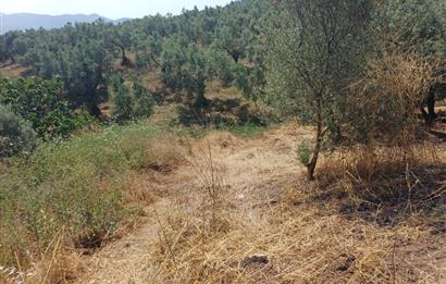 Yeni Köy'de 240 m² Hobi Bahçesi İmkanlı Tarla - Asfalt Yakını