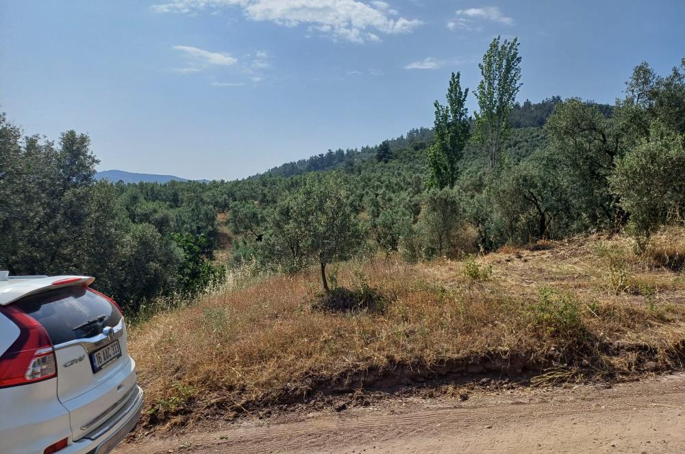 Yeni Köy'de 240 m² Hobi Bahçesi İmkanlı Tarla - Asfalt Yakını