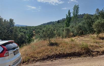 Yeni Köy'de 240 m² Hobi Bahçesi İmkanlı Tarla - Asfalt Yakını