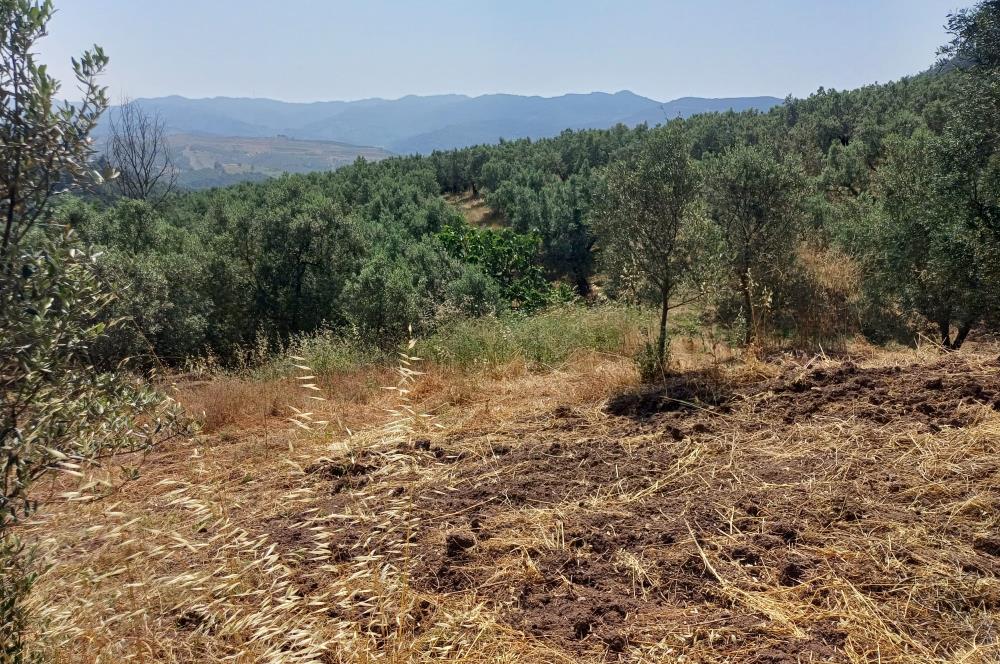 Yeni Köy'de 240 m² Hobi Bahçesi İmkanlı Tarla - Asfalt Yakını