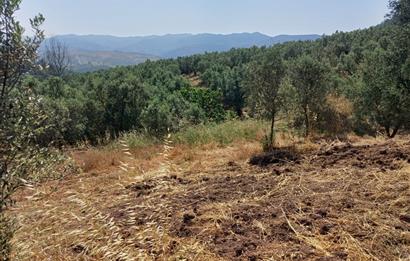 Yeni Köy'de 240 m² Hobi Bahçesi İmkanlı Tarla - Asfalt Yakını