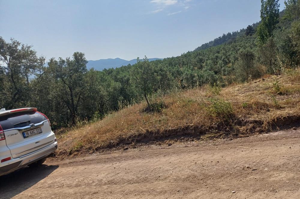 Yeni Köy'de 240 m² Hobi Bahçesi İmkanlı Tarla - Asfalt Yakını