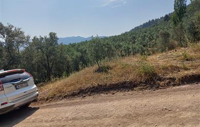 Yeni Köy'de 240 m² Hobi Bahçesi İmkanlı Tarla - Asfalt Yakını