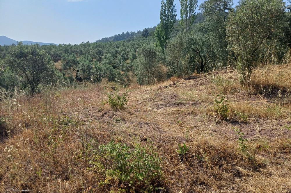 Yeni Köy'de 240 m² Hobi Bahçesi İmkanlı Tarla - Asfalt Yakını