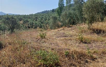 Yeni Köy'de 240 m² Hobi Bahçesi İmkanlı Tarla - Asfalt Yakını