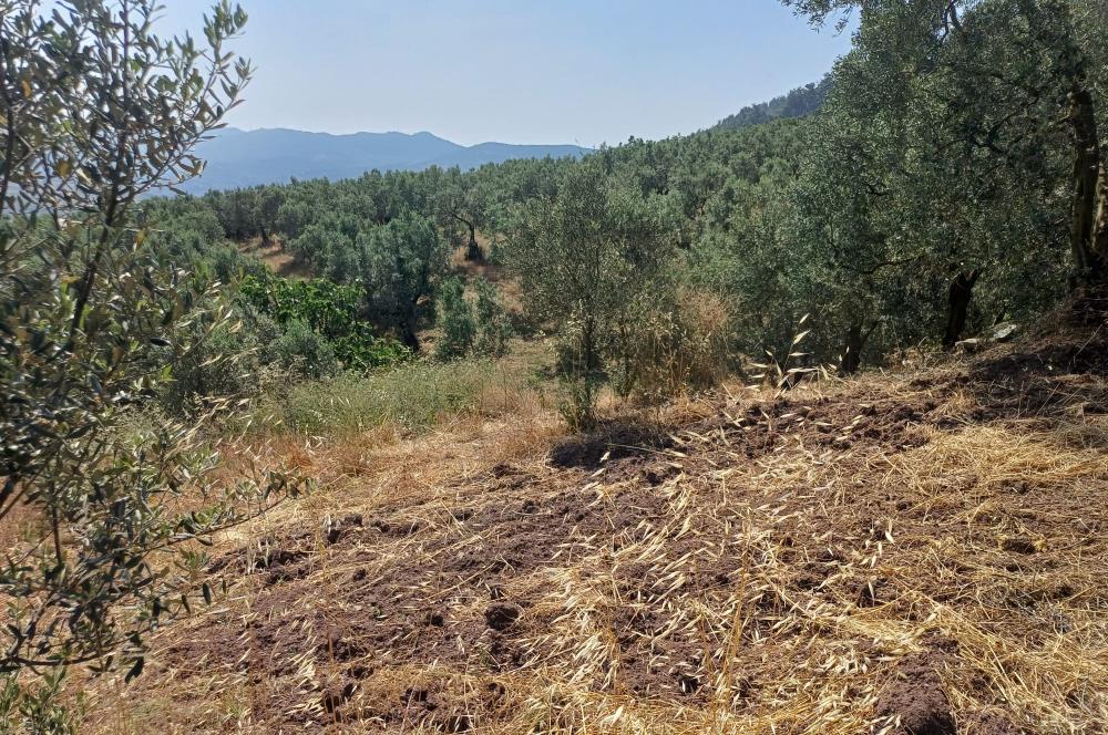 Yeni Köy'de 240 m² Hobi Bahçesi İmkanlı Tarla - Asfalt Yakını