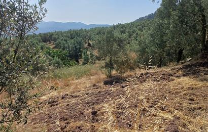 Yeni Köy'de 240 m² Hobi Bahçesi İmkanlı Tarla - Asfalt Yakını