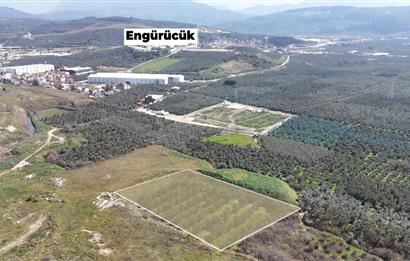 C21 Cius; Serbest bölgede 5568 m2 Satılık Zeytinlik
