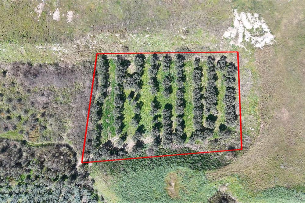 C21 Cius; Serbest bölgede 5568 m2 Satılık Zeytinlik