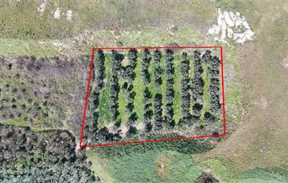 C21 Cius; Serbest bölgede 5568 m2 Satılık Zeytinlik