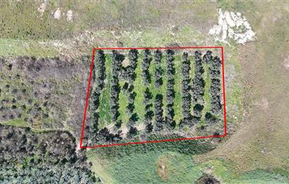 C21 Cius; Serbest bölgede 5568 m2 Satılık Zeytinlik