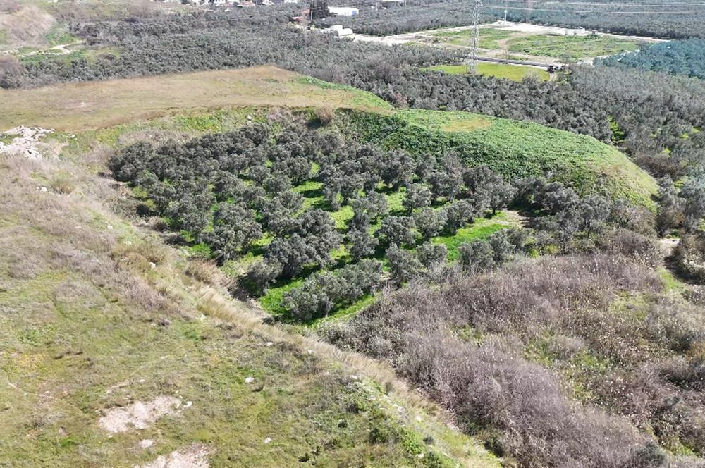 C21 Cius; Serbest bölgede 5568 m2 Satılık Zeytinlik