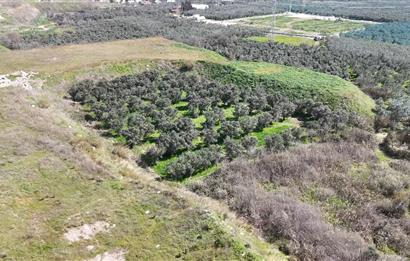 C21 Cius; Serbest bölgede 5568 m2 Satılık Zeytinlik