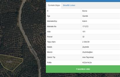 C21 Cius;Katırlı'da Satılık 2384 m² Bakımlı Zeytinlik