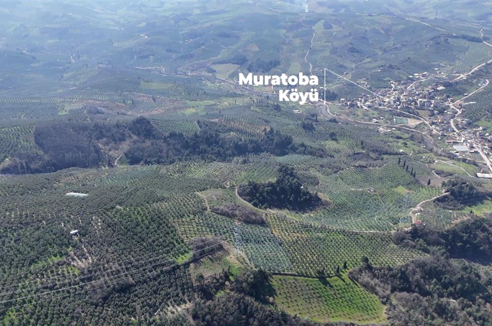 C21 Cius;Katırlı'da Satılık 2384 m² Bakımlı Zeytinlik