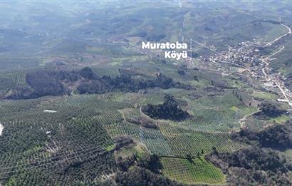 C21 Cius;Katırlı'da Satılık 2384 m² Bakımlı Zeytinlik