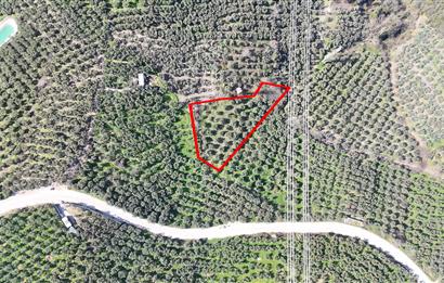 C21 Cius;Katırlı'da Satılık 2384 m² Bakımlı Zeytinlik