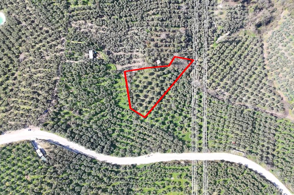 C21 Cius;Katırlı'da Satılık 2384 m² Bakımlı Zeytinlik