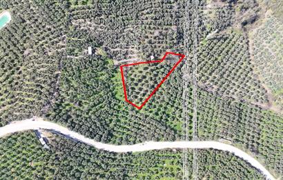 C21 Cius;Katırlı'da Satılık 2384 m² Bakımlı Zeytinlik