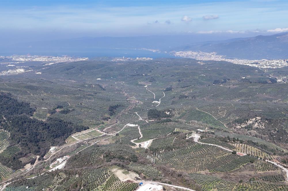 C21 Cius;Katırlı'da Satılık 2384 m² Bakımlı Zeytinlik