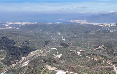 C21 Cius;Katırlı'da Satılık 2384 m² Bakımlı Zeytinlik