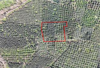 C21 Cius;Engürücük'de Satılık 1813 m² Bakımlı Zeytinlik - 1 - 33026