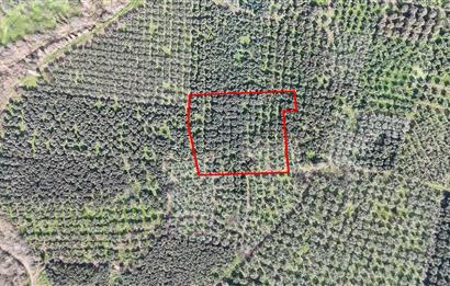 C21 Cius;Engürücük'de Satılık 1813 m² Bakımlı Zeytinlik