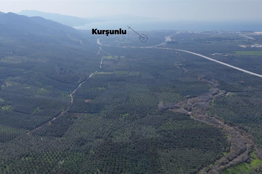 C21 Cius;Engürücük'de Satılık 1813 m² Bakımlı Zeytinlik